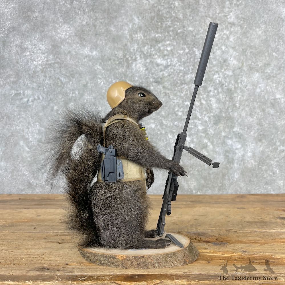 Sniper Squirrel Novelty Mount For Sale #27025 - The Taxidermy Store