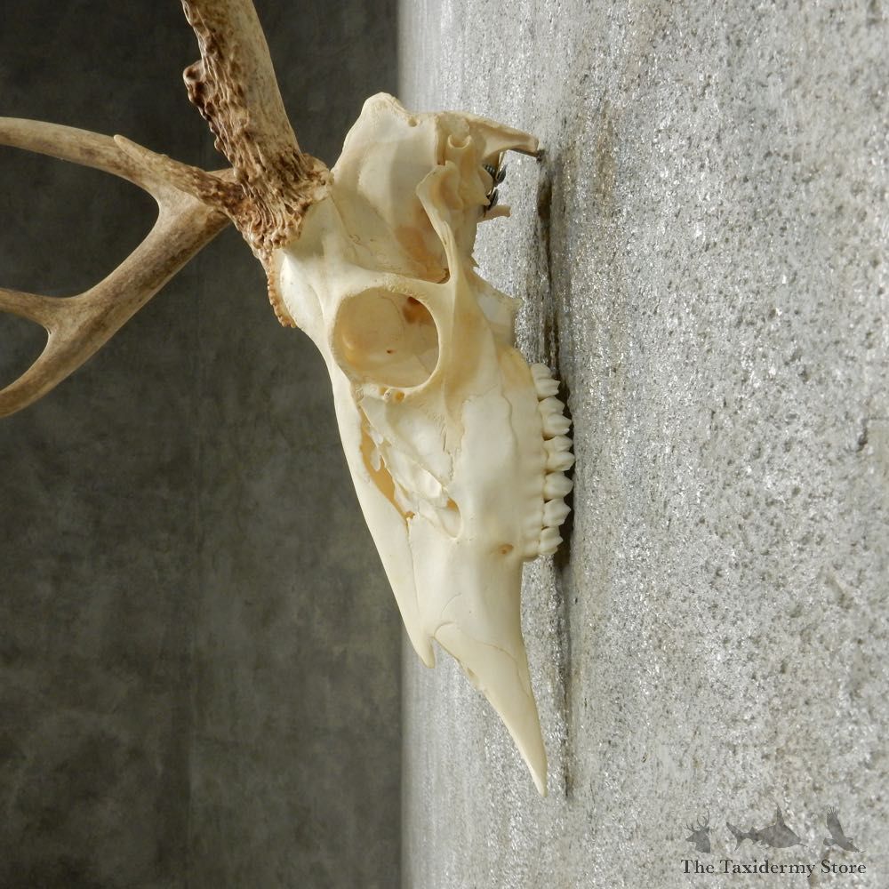 Whitetail Deer Skull European Mount For Sale #14641 @ The Taxidermy Store