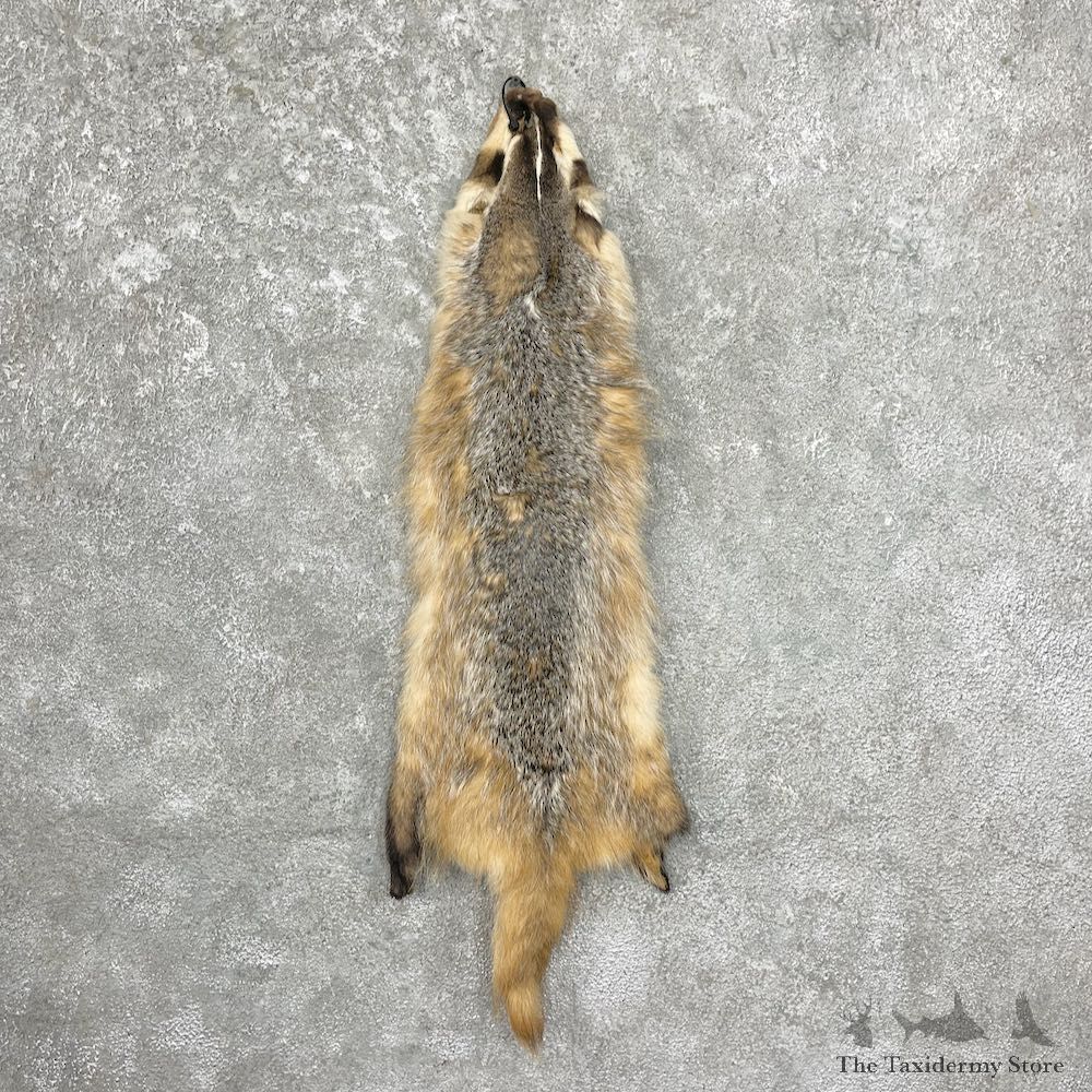 American Badger Tanned Hide For Sale #27050 @ The Taxidermy Store