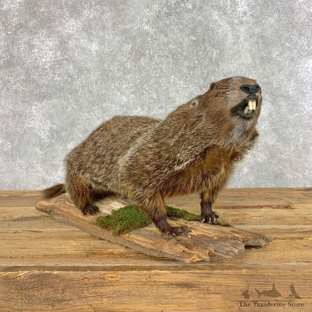 Woodchuck Life-Size Mount For Sale #21493 @ The Taxidermy Store