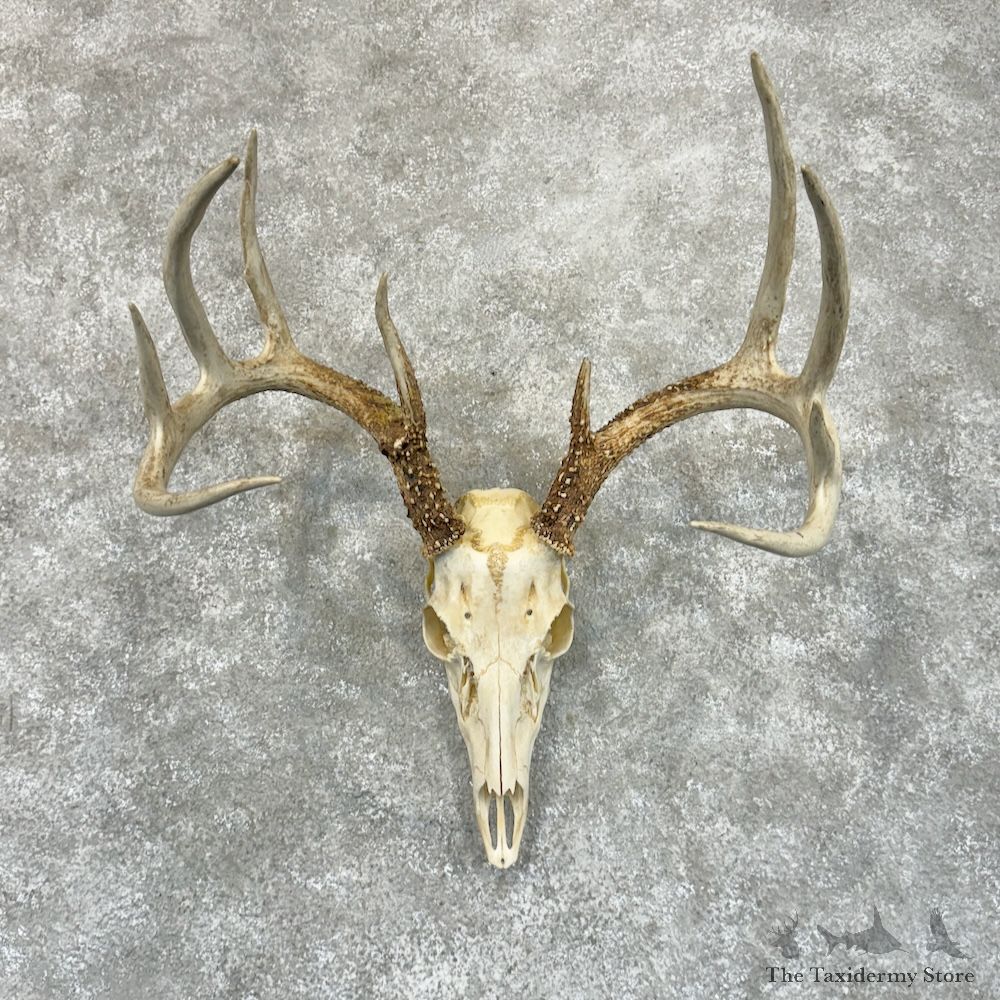Whitetail Deer Skull European Mount For Sale #29224 @ The Taxidermy Store