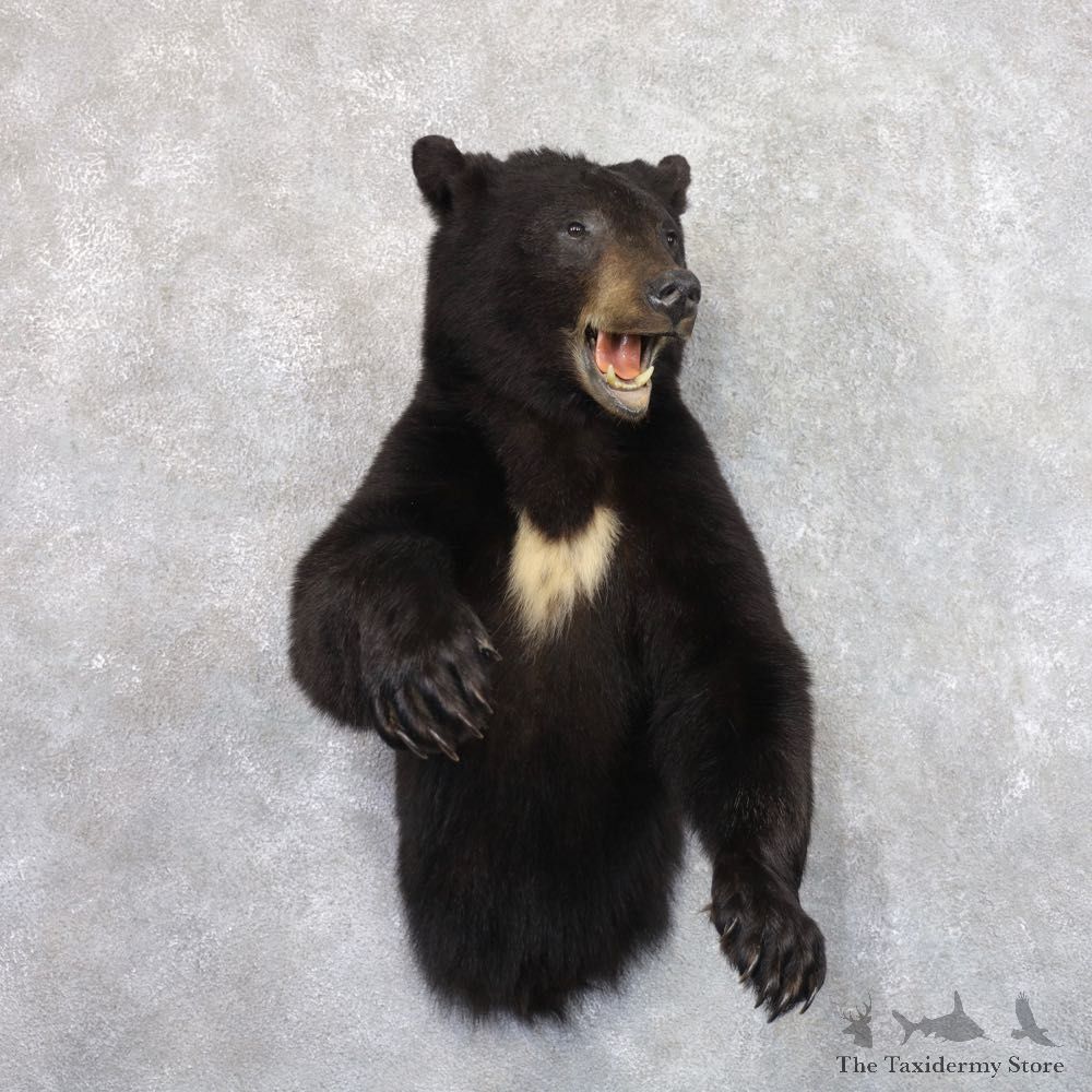 Black Bear 1/2-Life-Size Mount For Sale #22181 @ The Taxidermy Store