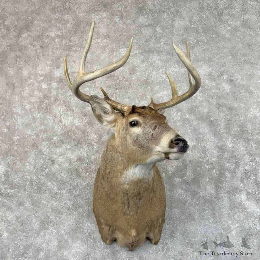 Whitetail Deer Shoulder Mount For Sale #31461 @ The Taxidermy Store