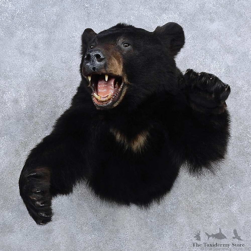 Black Bear Half Life Size Mount For Sale #15687 @ The Taxidermy Store