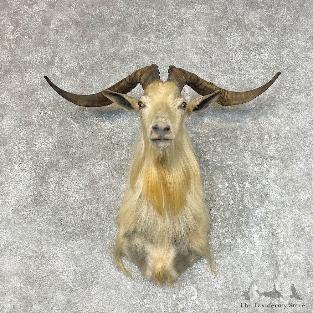 Catalina Goat Shoulder Mount For Sale #25498 @ The Taxidermy Store