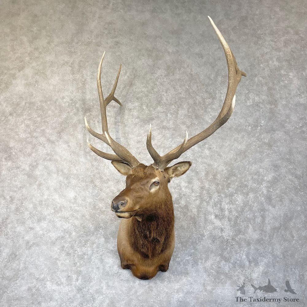 Rocky Mountain Elk Shoulder Mount For Sale #28302 @ The Taxidermy Store