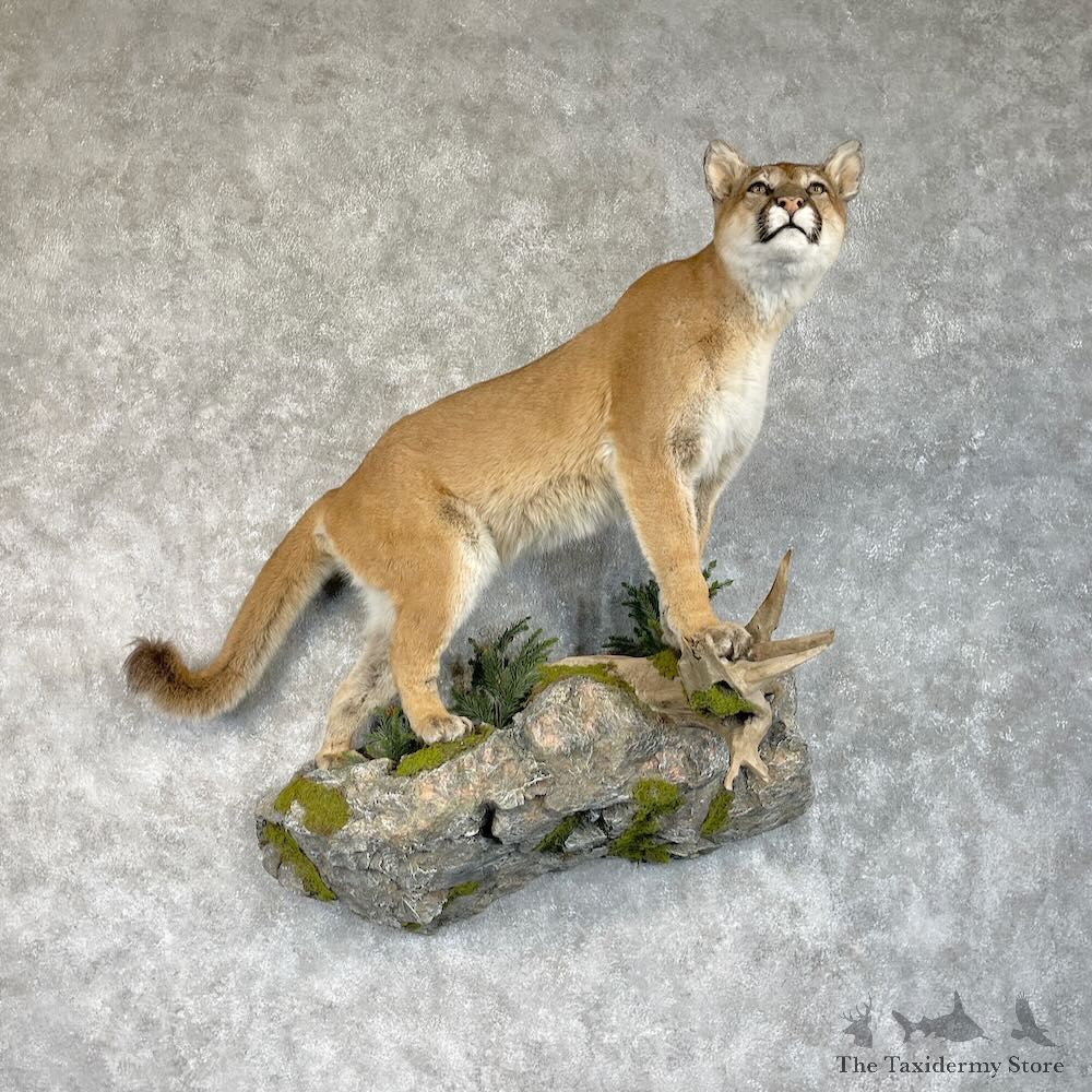 Mountain Lion Life-Size Mount For Sale #28713 @ The Taxidermy Store