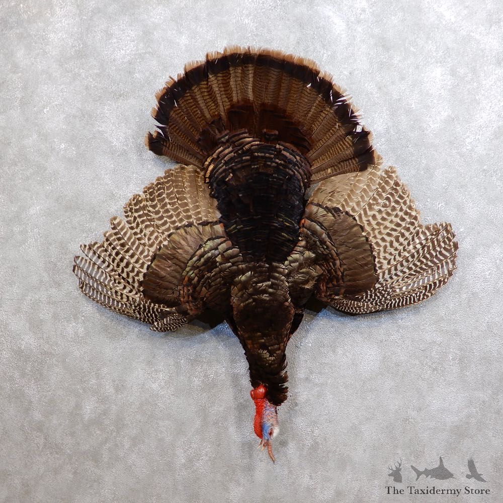 Eastern Turkey Bird Mount For Sale #18741 @ The Taxidermy Store
