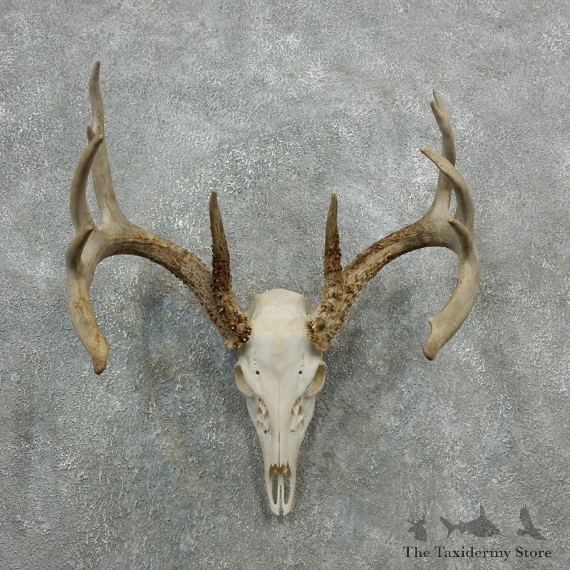 Whitetail Deer Skull European Mount For Sale #18087 @ The Taxidermy Store