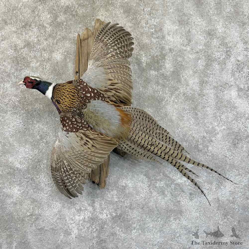 Ringneck Pheasant Bird Mount For Sale #31438 @ The Taxidermy Store