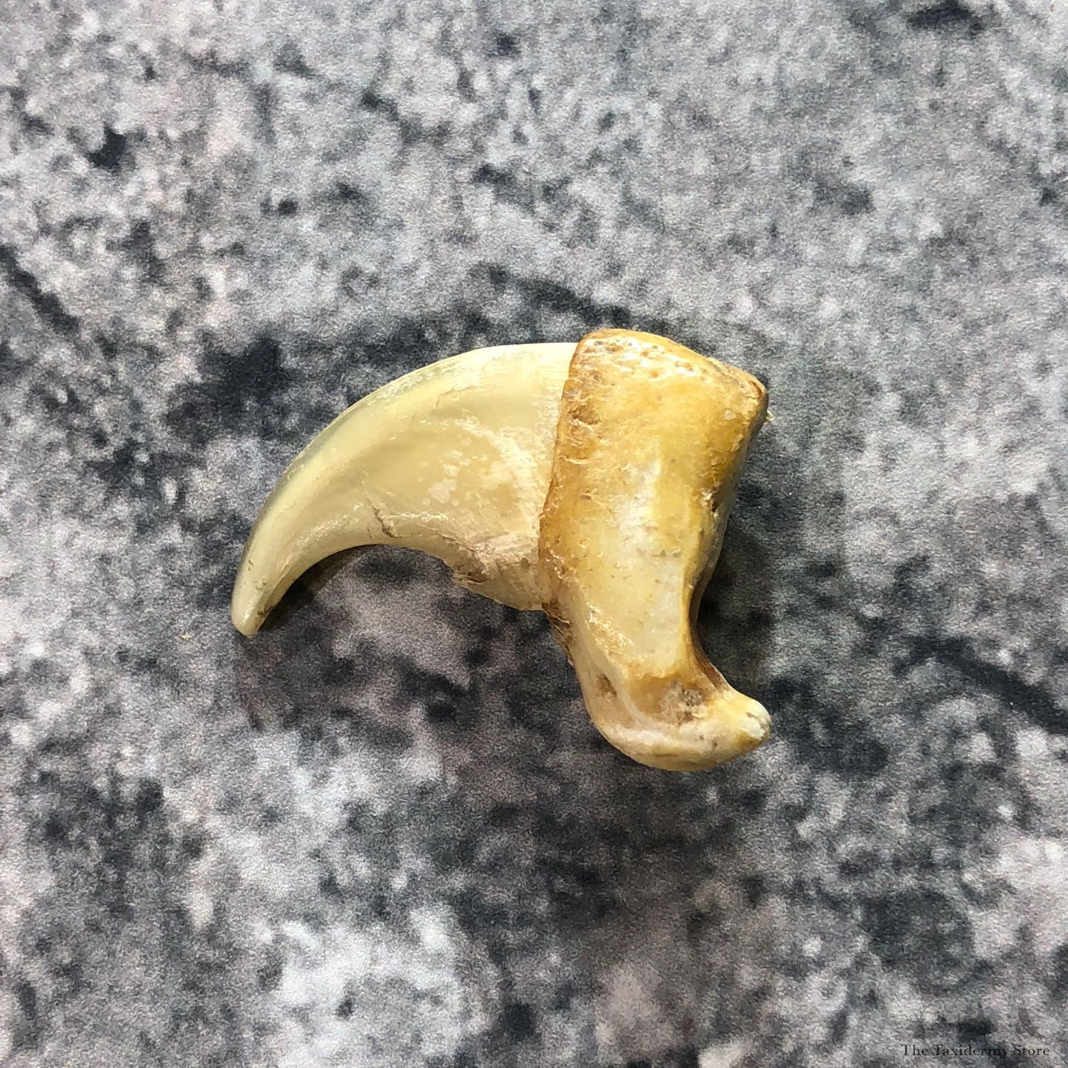 Mountain Lion Cougar Taxidermy Authentic Claw For Sale #19374 @ The Taxidermy Store