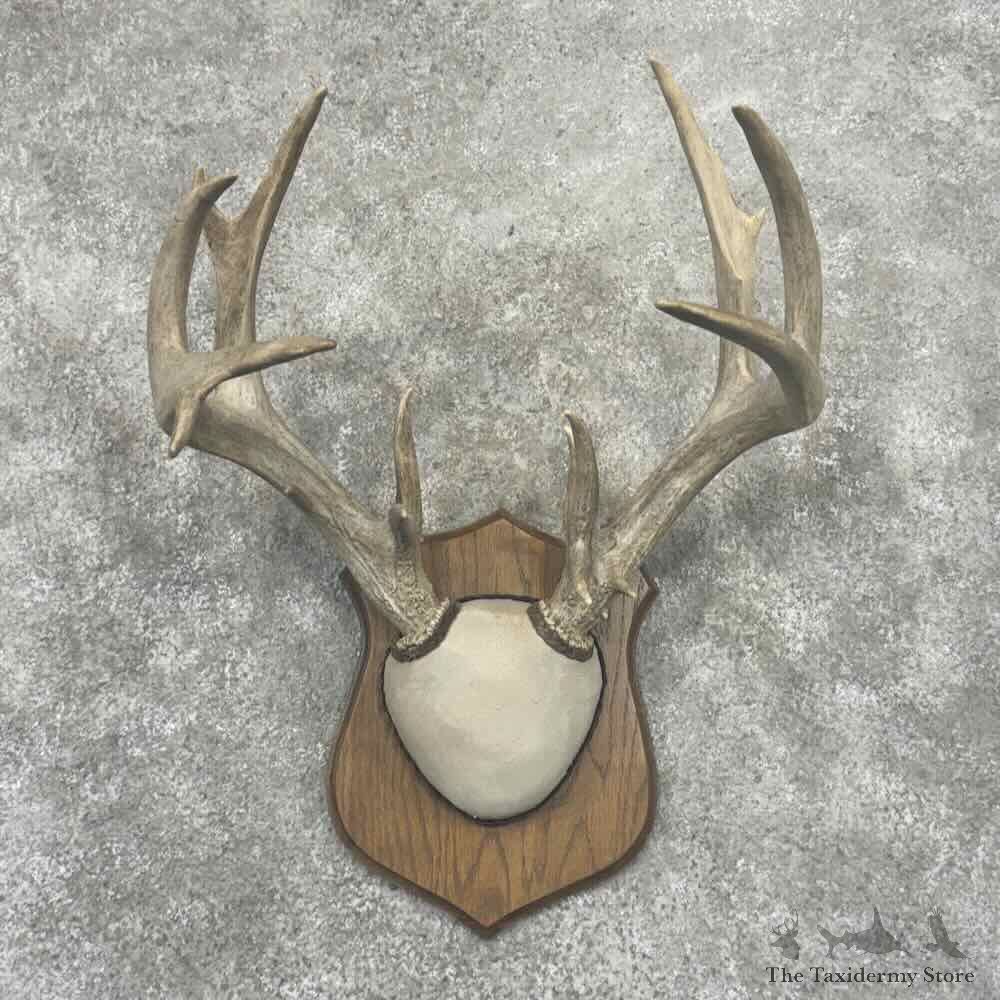 Whitetail Deer Antler Plaque Mount For Sale #32162 @ The Taxidermy Store