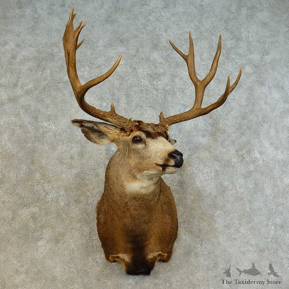 Mule Deer Shoulder Mount For Sale #16519 @ The Taxidermy Store