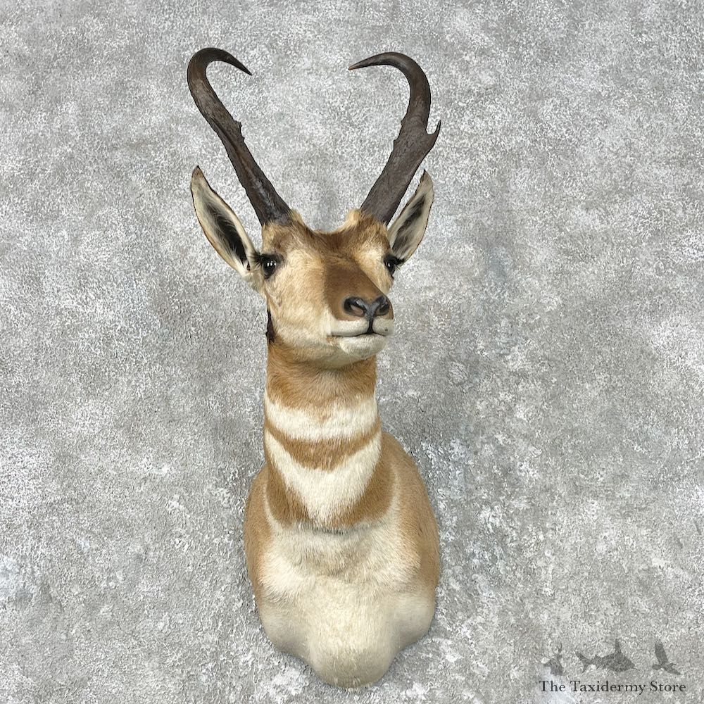 Pronghorn Antelope Shoulder Mount For Sale #26804 @ The Taxidermy-Store