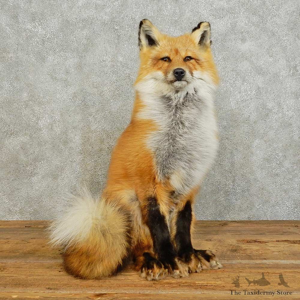 Red Fox Life-Size Mount For Sale #16032 @ The Taxidermy Store