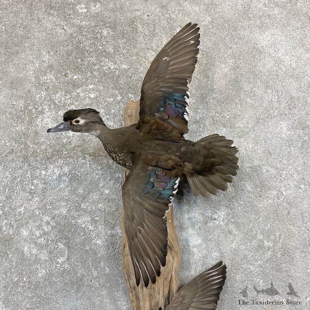 Wood Duck Scene Mount For Sale #27838 @ The Taxidermy Store