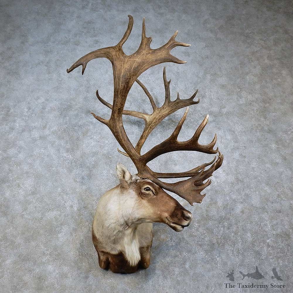 Barren Ground Caribou Shoulder Mount For Sale #15798 @ The Taxidermy Store
