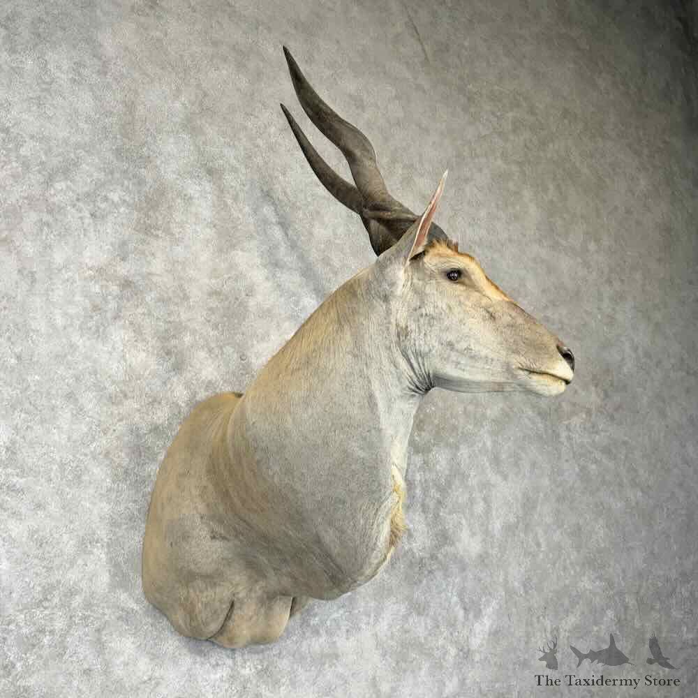 Common Cape Eland Shoulder Mount For Sale #30425 @ The Taxidermy Store