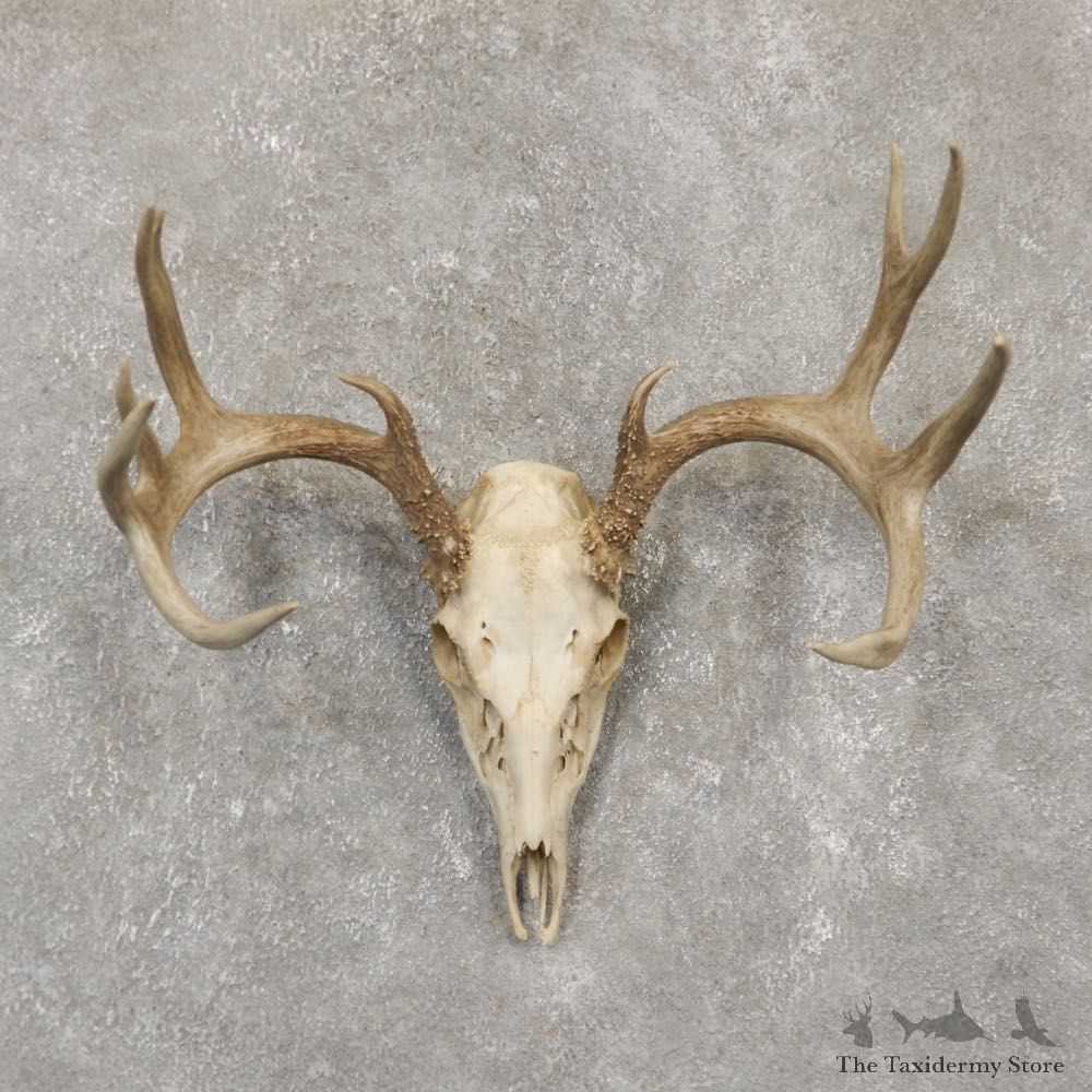 Whitetail Deer Skull European Mount For Sale #20100 @ The Taxidermy Store