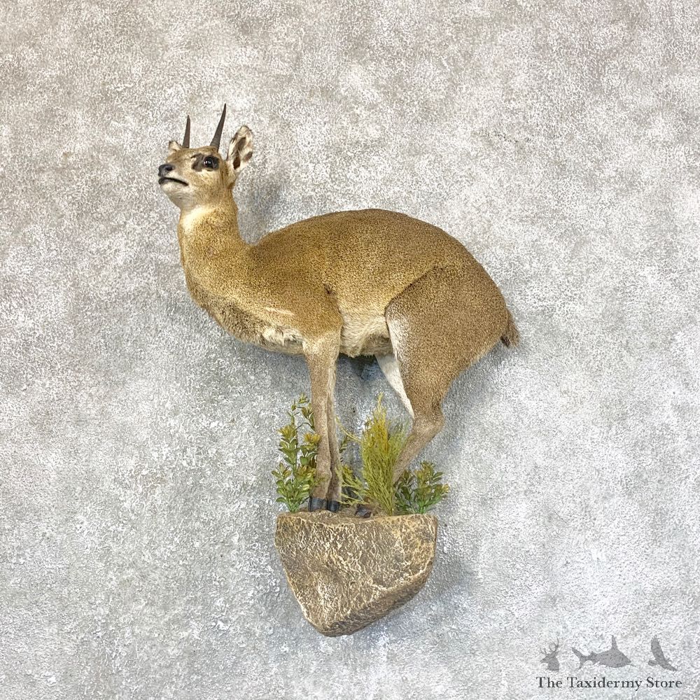 African Klipspringer Life-Size Mount For Sale #28891 @ The Taxidermy Store
