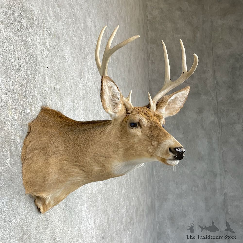 Whitetail Deer Taxidermy Shoulder Mount For Sale #25305 @ The Taxidermy Store