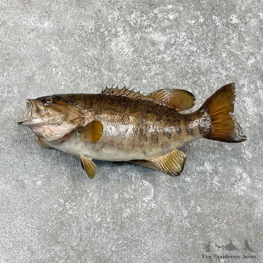 Smallmouth Bass Fish Mount For Sale #27391 @ The Taxidermy Store