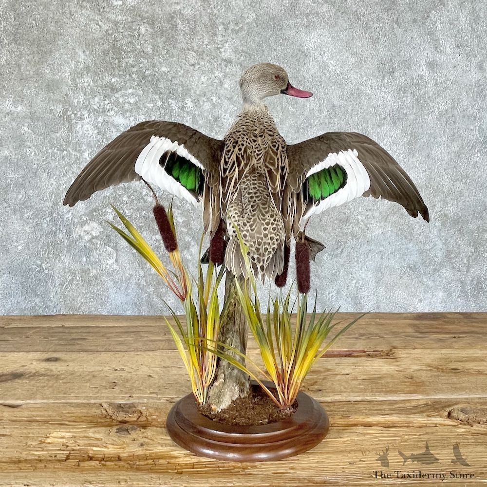 African Cape Teal Taxidermy Duck Mount For Sale #26650 @ The Taxidermy Store