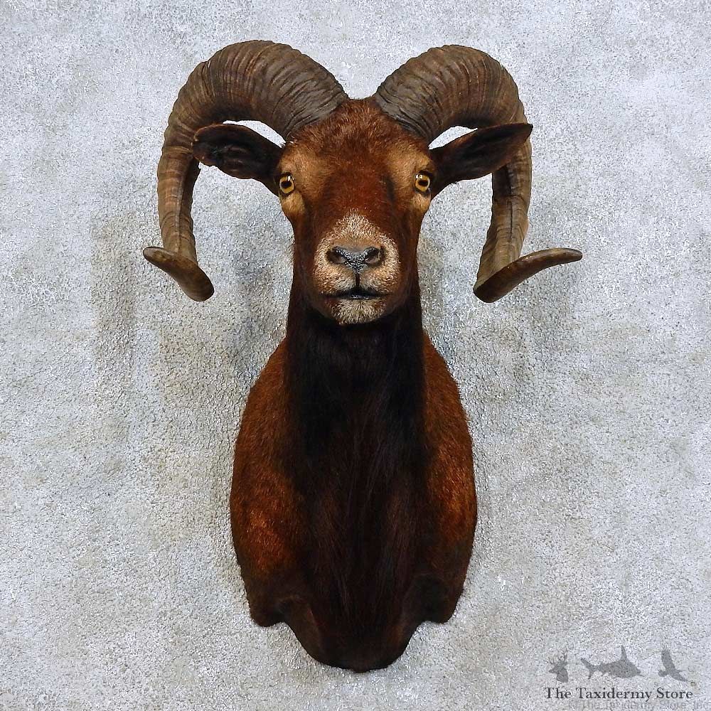 Black Hawaiian Ram Shoulder Mount For Sale #15910 @ The Taxidermy Store