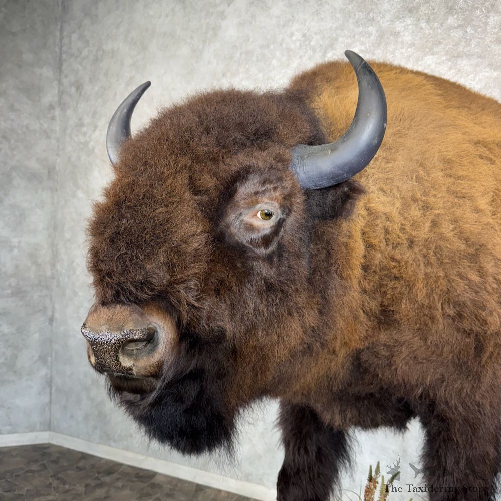 American Buffalo Bison Life-Size Mount For Sale #30141 @ The Taxidermy Store