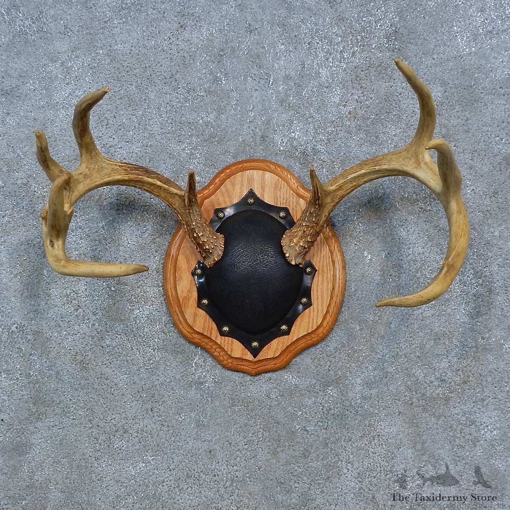 Whitetail Deer Antler Plaque Mount For Sale #15277 @ The Taxidermy Store
