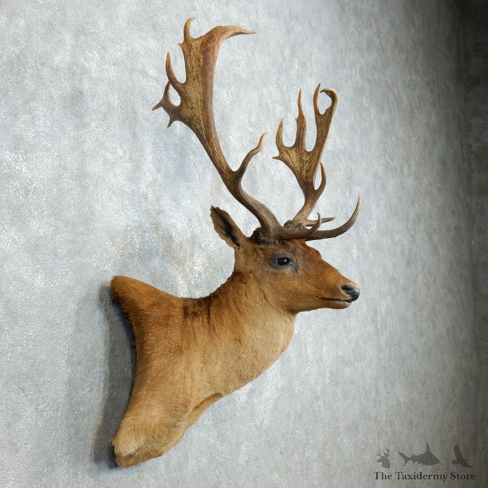 Fallow Deer Shoulder Mount For Sale #18536 @ The Taxidermy Store