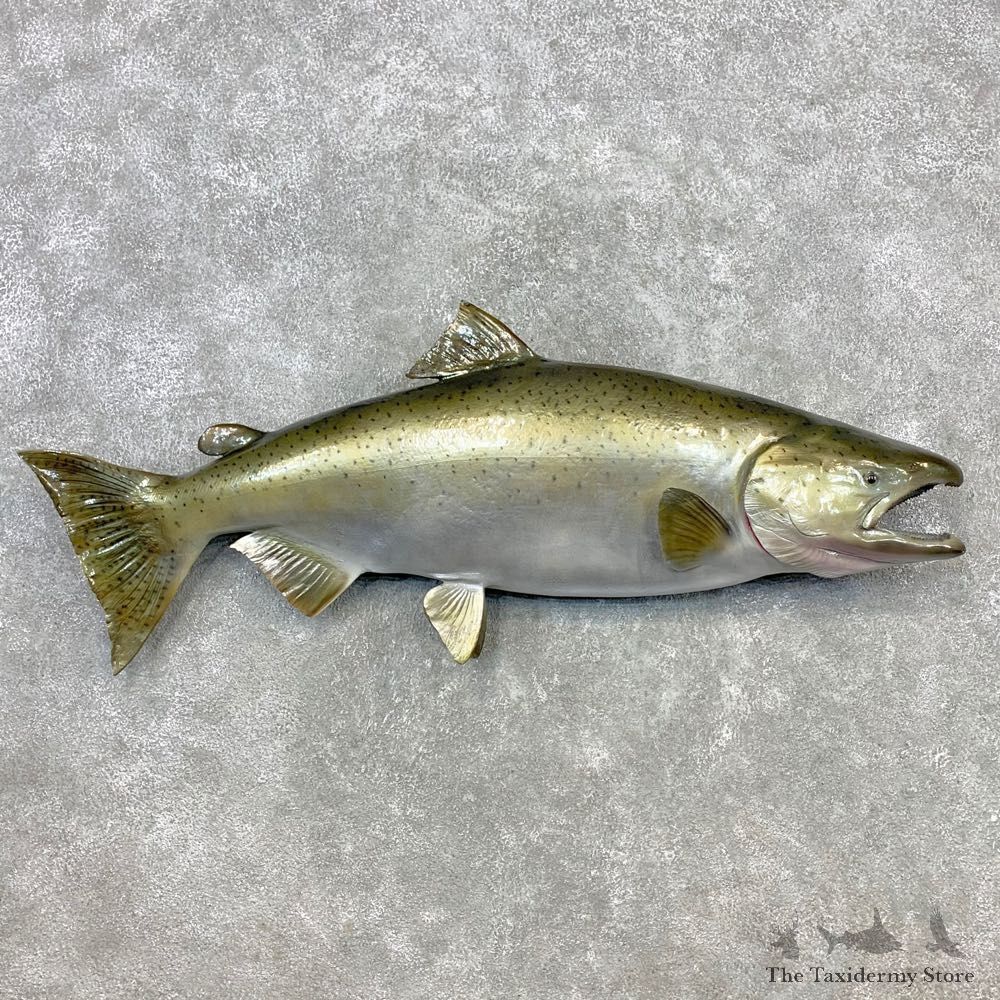 King Salmon Fish Mount For Sale #23276 @ The Taxidermy Store