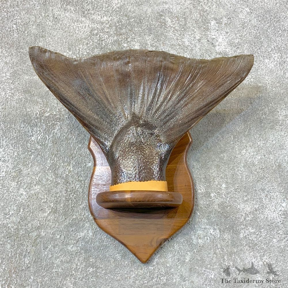 Halibut Tail Taxidermy Fish Mount #23654 For Sale @ The Taxidermy Store