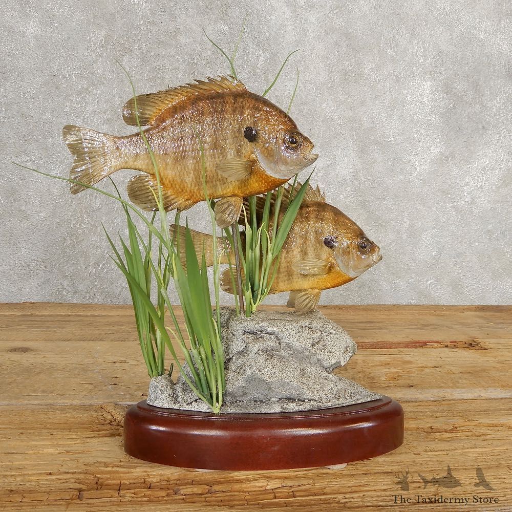 Bluegill Taxidermy Fish Mount #21037 For Sale @ The Taxidermy Store
