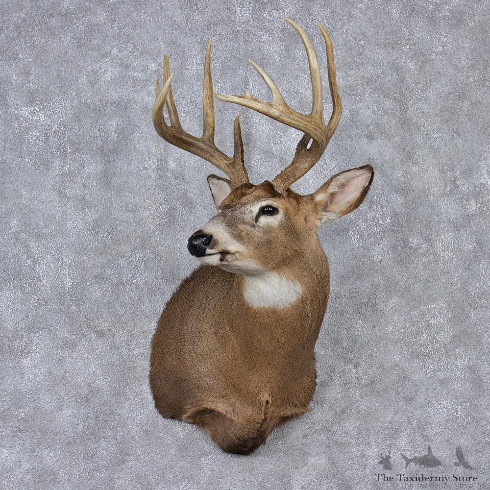 Whitetail Deer Shoulder Taxidermy Head Mount #12523 For Sale @ The Taxidermy Store