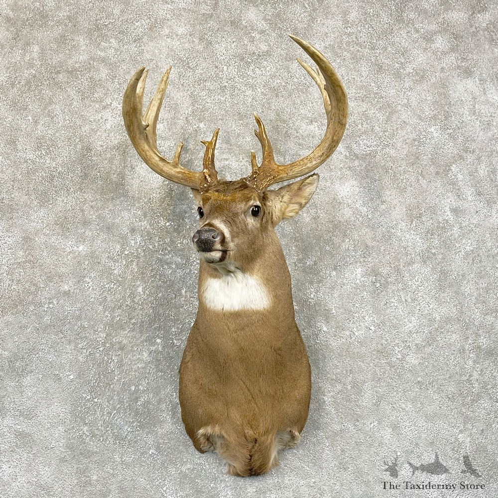 Whitetail Deer Shoulder Mount #24942 For Sale - The Taxidermy Store