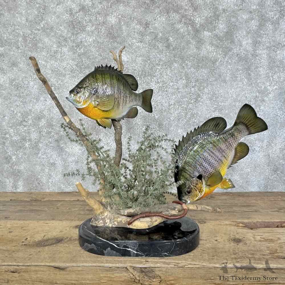 Bluegill Pair Fish Mount For Sale #31135 @ The Taxidermy Store