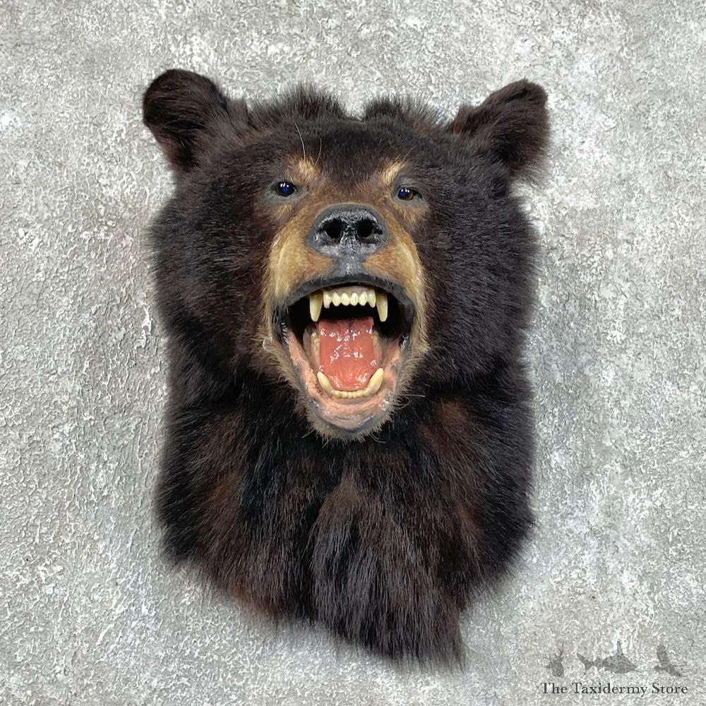 Black Bear Shoulder Mount For Sale #25744 @ The Taxidermy Store