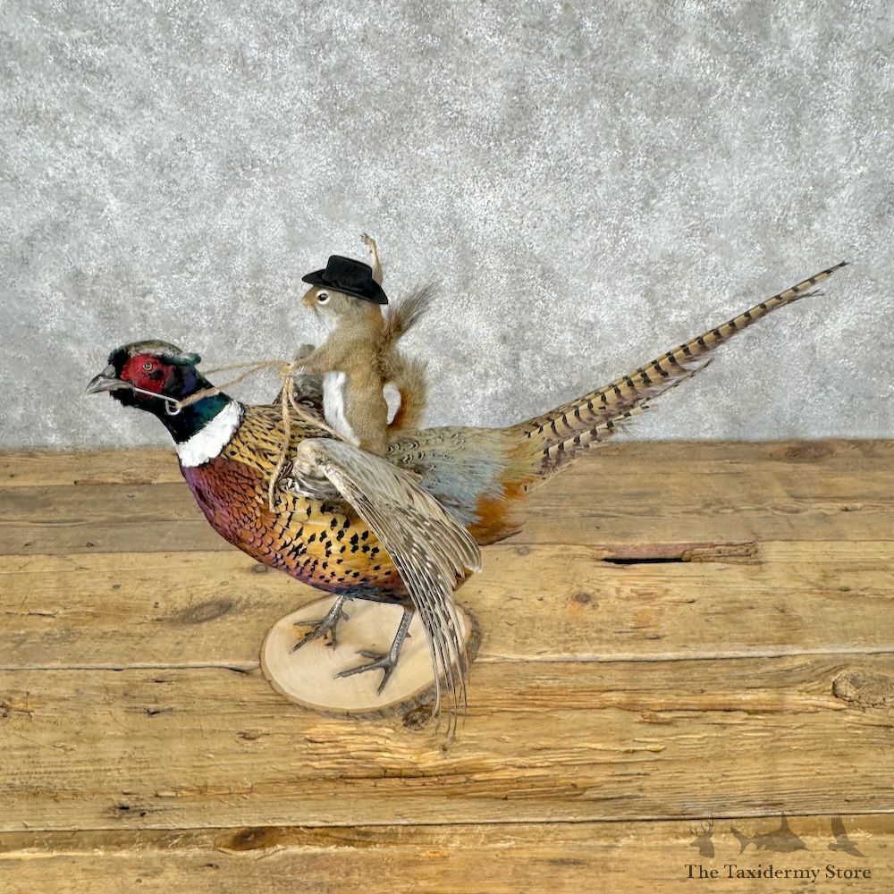 Grey Squirrel & Ringneck Pheasant Novelty Mount For Sale #29518 @ The Taxidermy Store