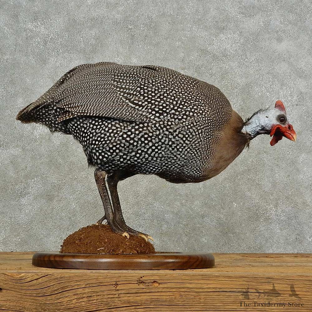 Guineafowl Bird Mount For Sale #16695 @ The Taxidermy Store