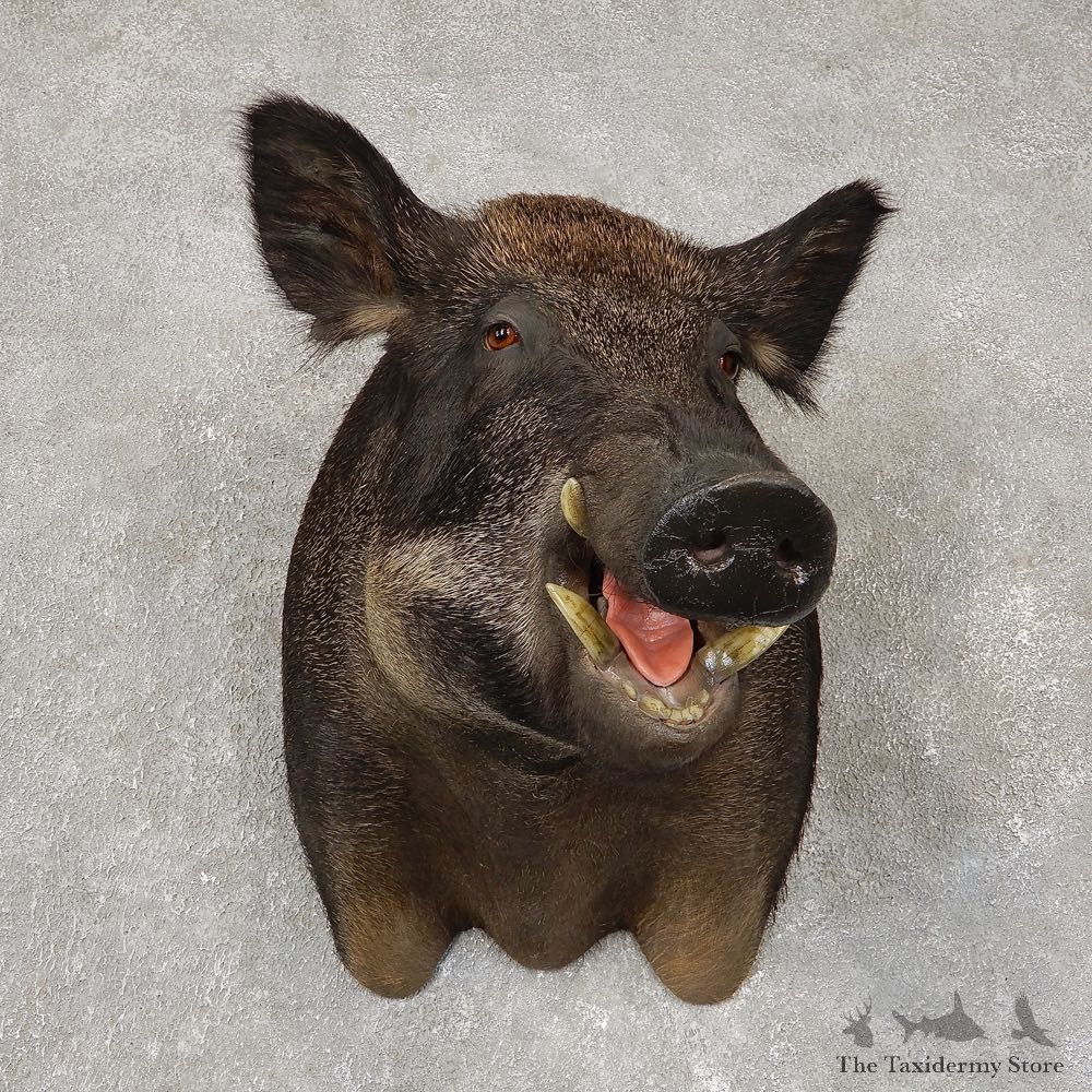 Wild Boar Shoulder Mount For Sale #20411 @ The Taxidermy Store