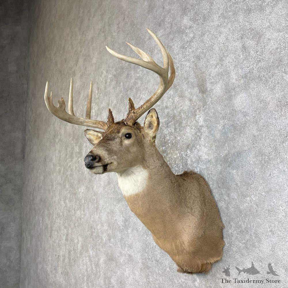 Whitetail Deer Taxidermy Shoulder Mount For Sale #25836 @ The Taxidermy Store