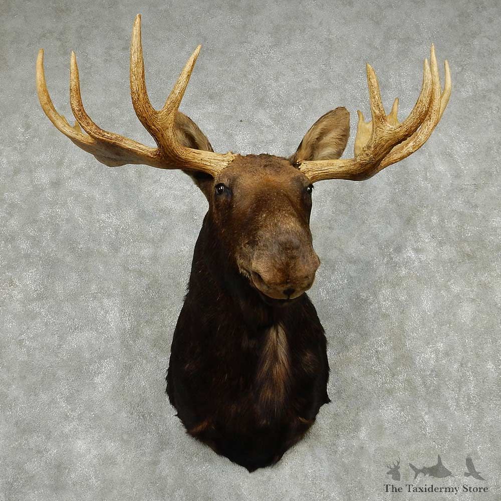 Moose Shoulder Mount #13807 For Sale @ The Taxidermy Store