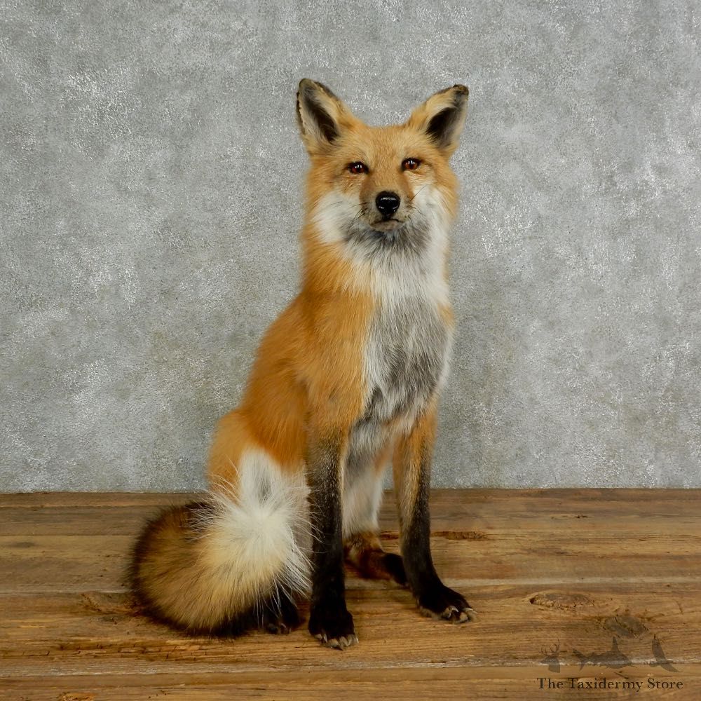 Red Fox Life-Size Mount For Sale #17025 @ The Taxidermy Store