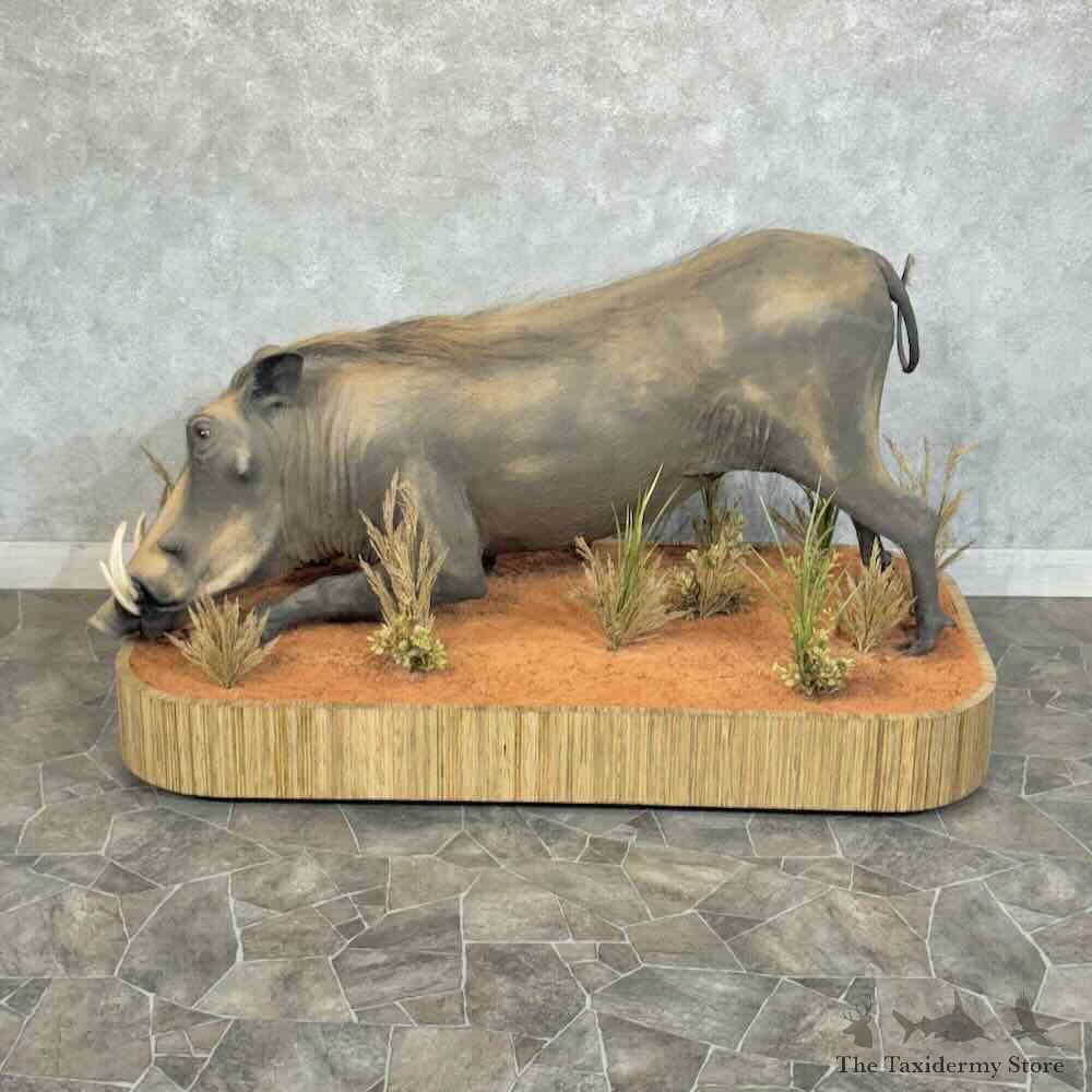 African Warthog Life-Size Mount For Sale #31407 @ The Taxidermy Store