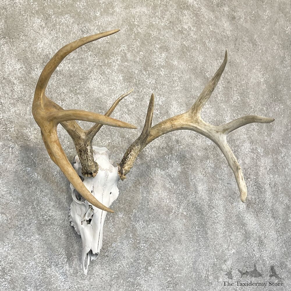 Whitetail Deer Skull European Mount For Sale #28269 @ The Taxidermy Store