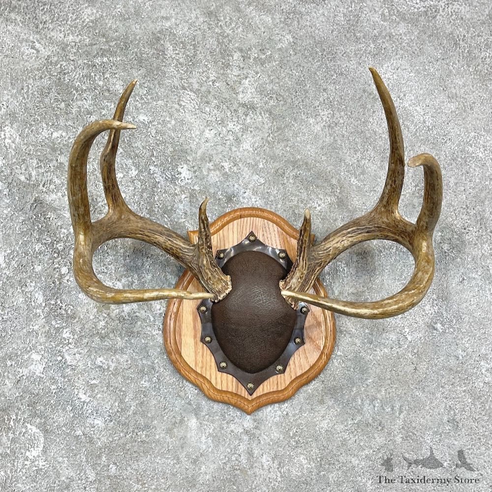 Whitetail Deer Antler Plaque Mount For Sale #25883 @ The Taxidermy Store