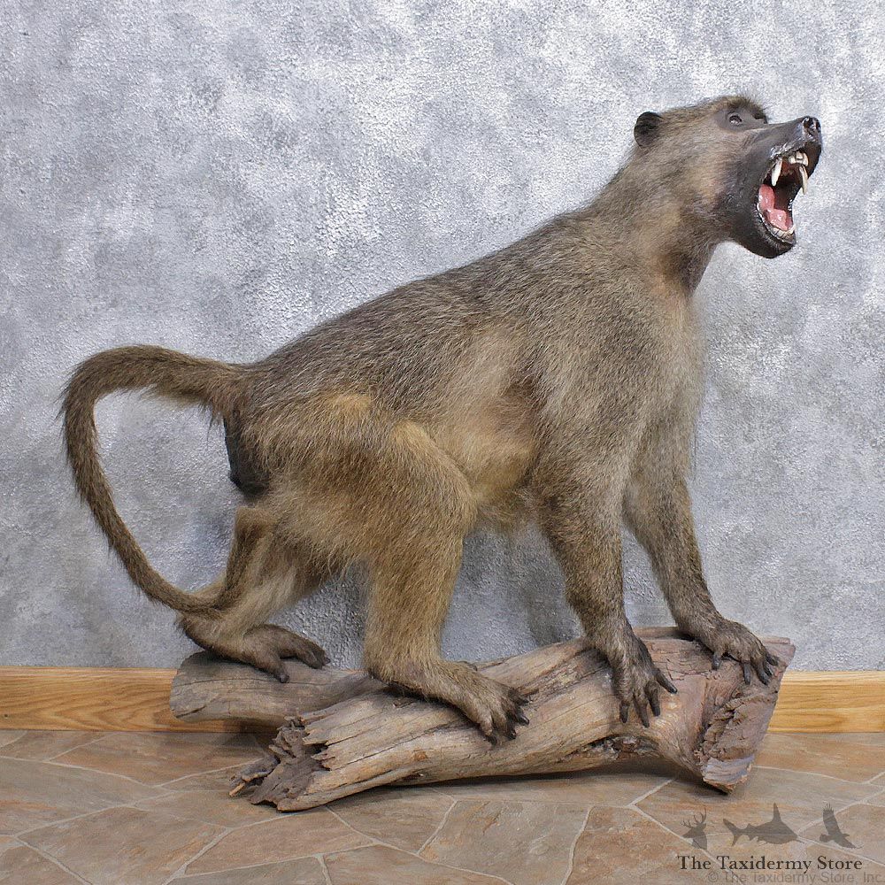 Chacma Baboon Taxidermy Life Size Mount #12442 For Sale @The Taxidermy Store