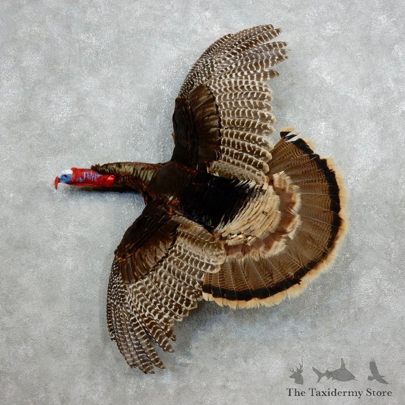 Rio Grande Turkey Flying Life Size Taxidermy Mount #18042 For Sale @ The Taxidermy Store