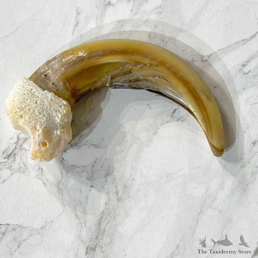 Grizzly Bear Claw For Sale #24870 - The Taxidermy Store